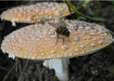Жители Краснодара научились отгонять мух мухоморами